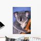Koala On Tree Branch Wall Mural