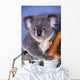 Koala On Tree Branch Wall Mural