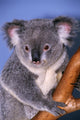 Koala On Tree Branch Wall Mural