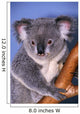 Koala On Tree Branch Wall Mural