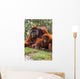 Orangutan Mother And Baby Wall Mural