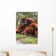 Orangutan Mother And Baby Wall Mural