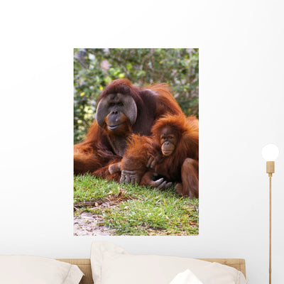 Orangutan Mother and Baby Wall Mural shown on a wall