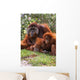 Orangutan Mother And Baby Wall Mural