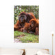 Orangutan Mother And Baby Wall Mural