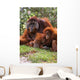 Orangutan Mother And Baby Wall Mural
