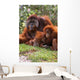 Orangutan Mother And Baby Wall Mural