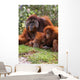 Orangutan Mother And Baby Wall Mural