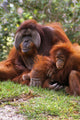 Orangutan Mother And Baby Wall Mural