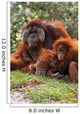 Orangutan Mother And Baby Wall Mural