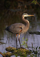 Great Blue Heron Wall Mural