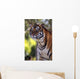 Bengal Tiger Wall Mural