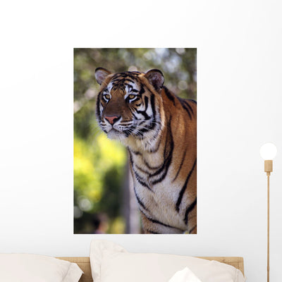 Bengal Tiger Wall Mural shown on a wall