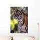 Bengal Tiger Wall Mural