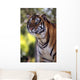 Bengal Tiger Wall Mural