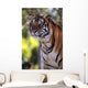 Bengal Tiger Wall Mural