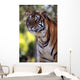 Bengal Tiger Wall Mural
