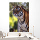 Bengal Tiger Wall Mural