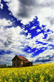 Abandoned Farmhouse In A Canola Field Wall Mural