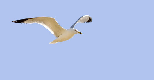 Seagull In Flight Wall Mural