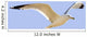 Seagull In Flight Wall Mural