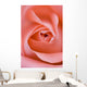 Close Up Of The Inside Of A Pink Rose Wall Mural