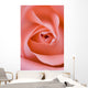 Close Up Of The Inside Of A Pink Rose Wall Mural
