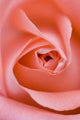 Close Up Of The Inside Of A Pink Rose Wall Mural