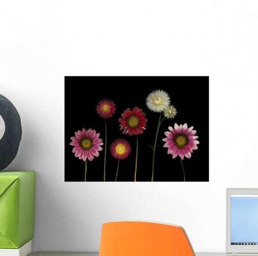 Flowers Wall Mural