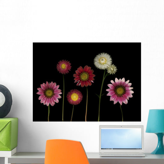 Flowers Wall Mural