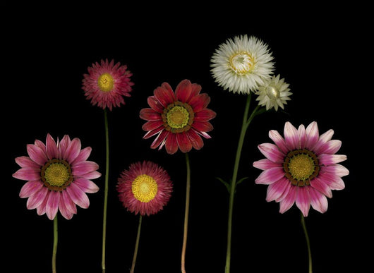Flowers Wall Mural