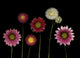 Flowers Wall Mural