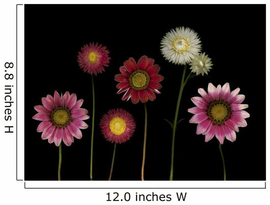 Flowers Wall Mural