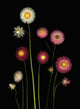 Flowers Wall Mural