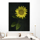 Sunflower Wall Mural