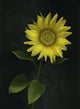 Sunflower Wall Mural