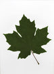 Green Maple Leaf Wall Mural