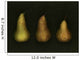 Three Golden Pears Wall Mural