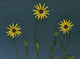 Three Yellow Flowers Wall Mural