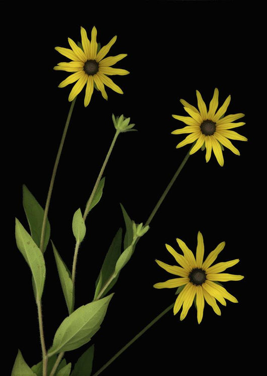 Three Yellow Flowers Wall Mural