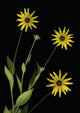 Three Yellow Flowers Wall Mural