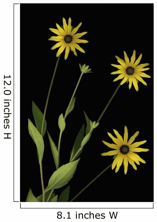 Three Yellow Flowers Wall Mural