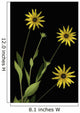 Three Yellow Flowers Wall Mural