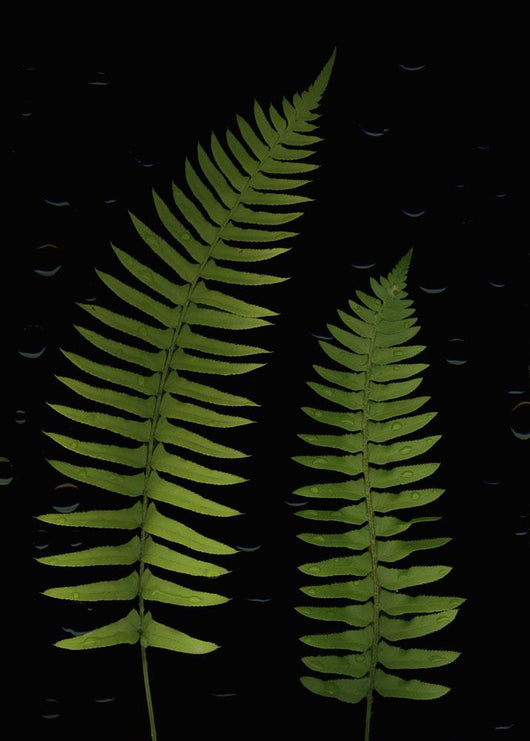 Fern Leaves With Water Droplets Wall Mural