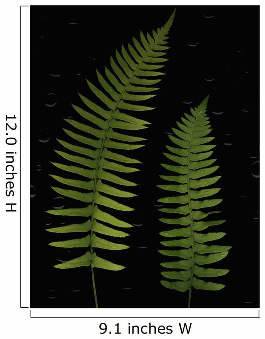 Fern Leaves With Water Droplets Wall Mural