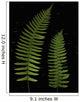 Fern Leaves With Water Droplets Wall Mural