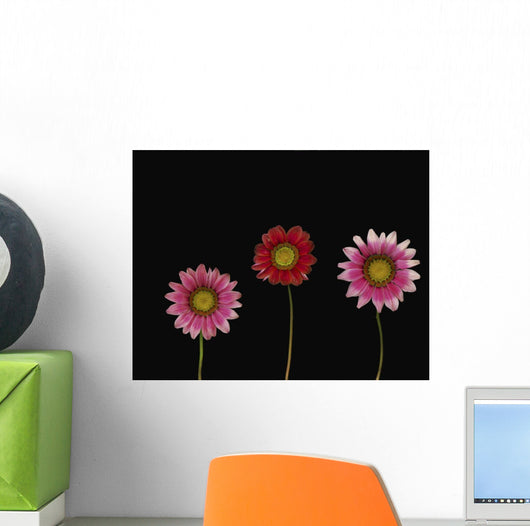 Bright Colorful Daisies Wall Mural