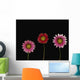 Bright Colorful Daisies Wall Mural