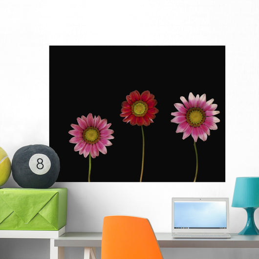 Bright Colorful Daisies Wall Mural