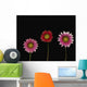 Bright Colorful Daisies Wall Mural
